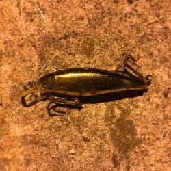 シーバス釣りでチヌ