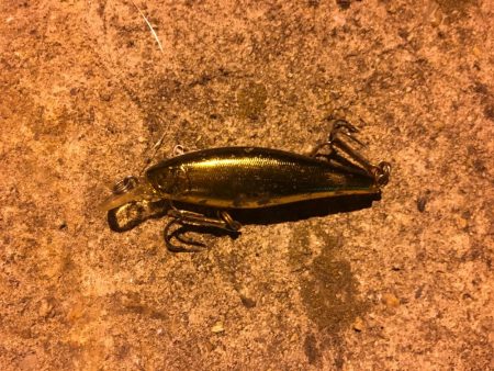 シーバス釣りでチヌ