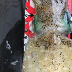 早朝エギング！