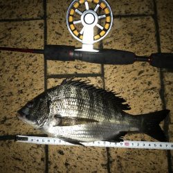 ヘチ釣り 短時間お台場釣行