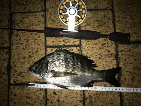 ヘチ釣り 短時間お台場釣行