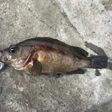 フカセ最高です！