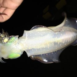 夜な夜なおかず探し