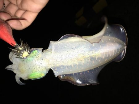 夜な夜なおかず探し