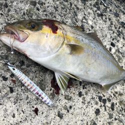 朝マズメのショアジギング