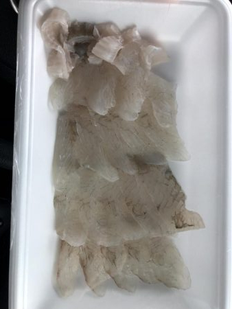 蓬莱公園でまさかのヒラメ！