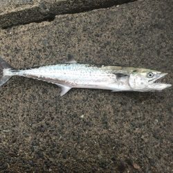 今シーズン初ヤエン