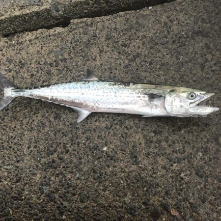 今シーズン初ヤエン