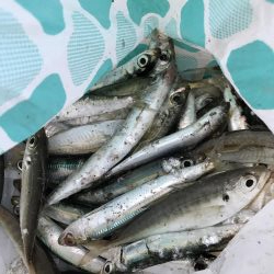 イワシフィーバー