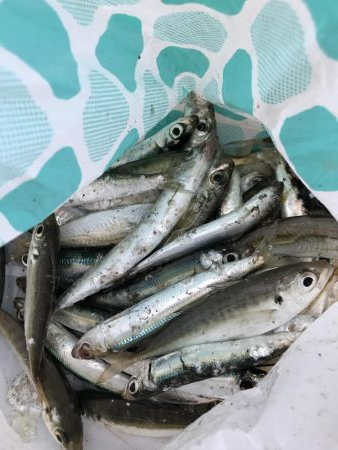 イワシフィーバー