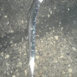 初サゴシ&タチウオ