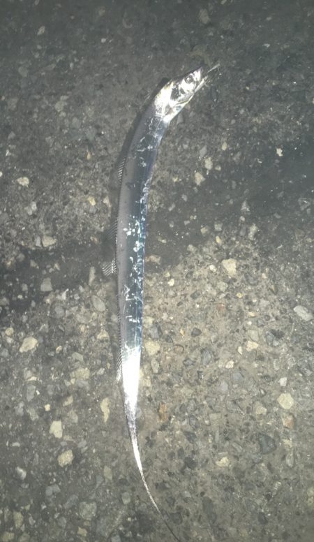 初サゴシ&タチウオ