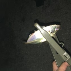 アジングとサビキ