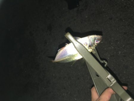 アジングとサビキ