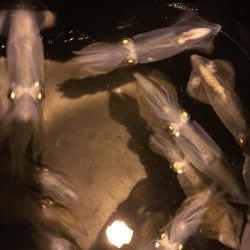 今日もチィチィイカ