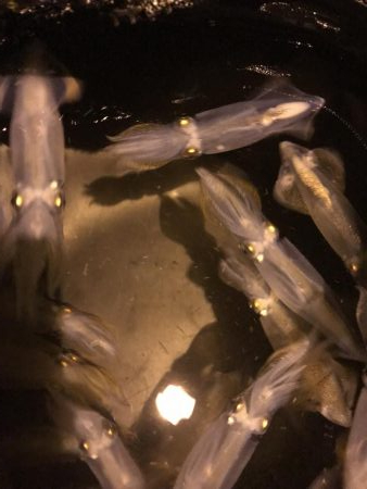 今日もチィチィイカ