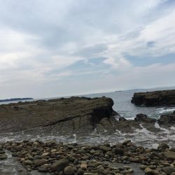 ネリゴがいない..