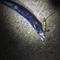 亀浦港周辺でサゴシ