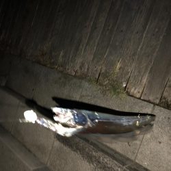 どじょう強し！