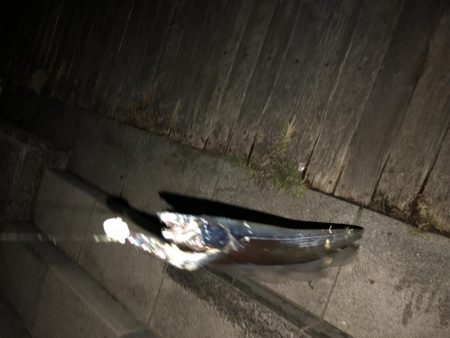 どじょう強し！