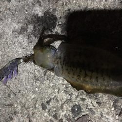 久々のナイトエギング