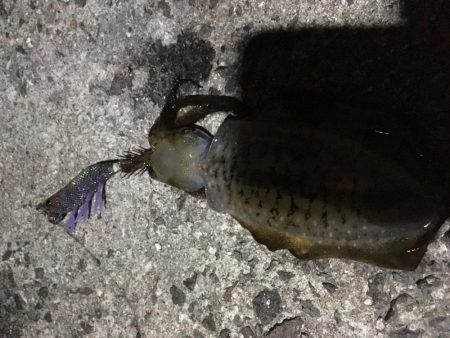 久々のナイトエギング