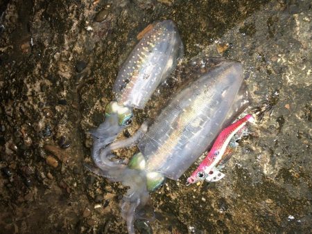 久しぶりだけど、