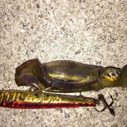 タチウオが釣りた〜い！