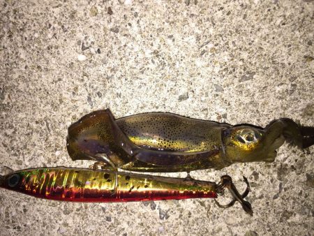 タチウオが釣りた〜い！