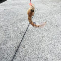 今年初タチウオ