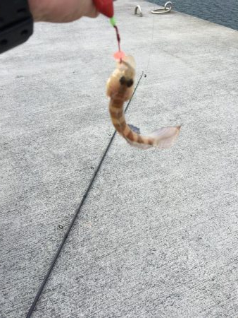 今年初タチウオ