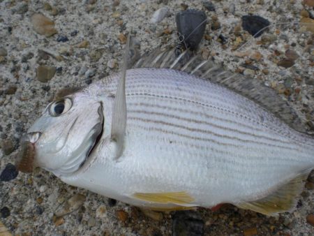 台風・雨後、ガシラがいない