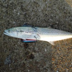 異常発生太刀魚？