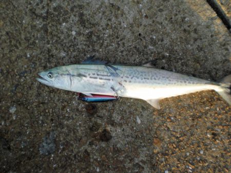 異常発生太刀魚？