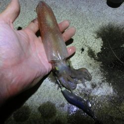 アオリイカ来たー‼