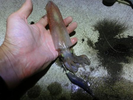 アオリイカ来たー‼