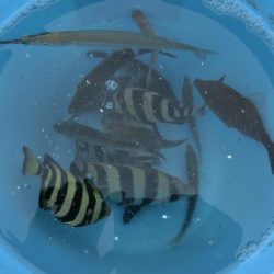 ウマヅラハギの群れが