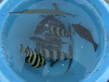 ウマヅラハギの群れが