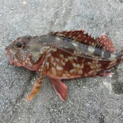 エンピツサヨリが掛かってます