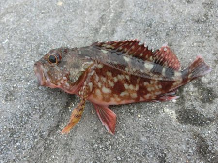 エンピツサヨリが掛かってます