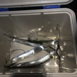 タチウオ調査(o^^o)