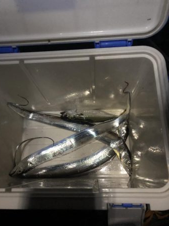 タチウオ調査(o^^o)