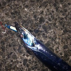 あたりがよくあった！太刀魚  鯖〜