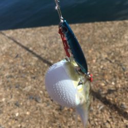 舞鶴港うろうろ ＊＊ング（笑）