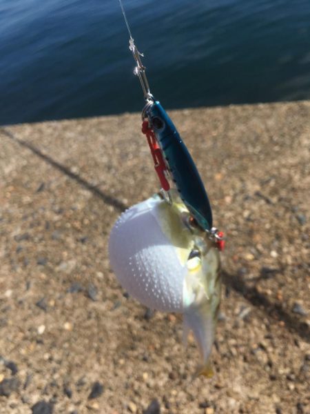 舞鶴港うろうろ ＊＊ング（笑）