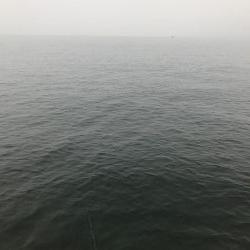 タチウオはどこへ(°_°)