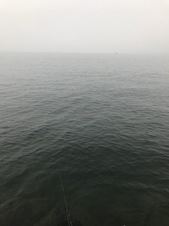 タチウオはどこへ(°_°)