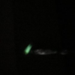 タチウオ ワインド