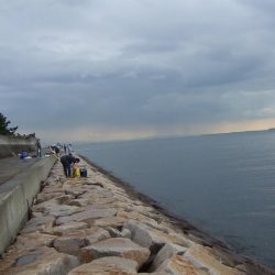 サヨリのついでにサゴシも?