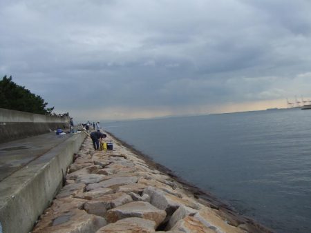 サヨリのついでにサゴシも?